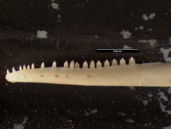 Media type: image;   Herpetology R-171407